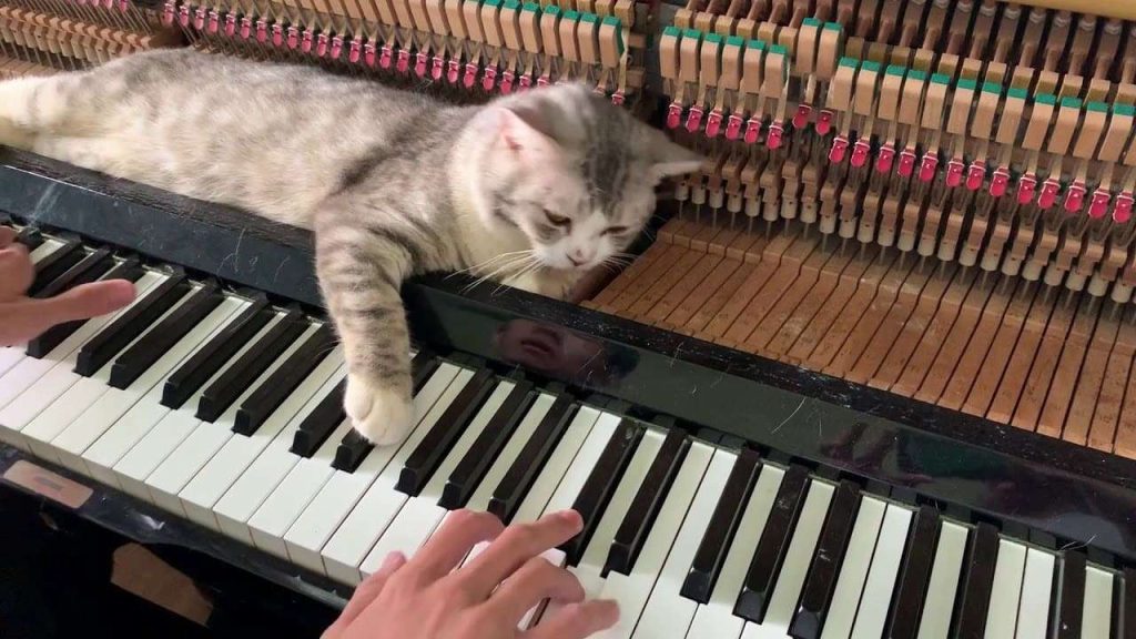 fatos bizarros sobre música: gato que compõe musica